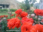 Imrankhan flowers28